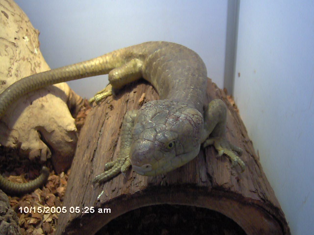 prehensile tailed skink
