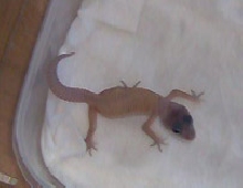 new hatchling