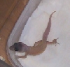 Second pic of the first hatchling