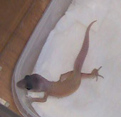 Second pic of the first hatchling