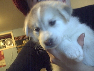 puppy