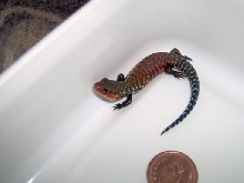 Fire skink week old baby