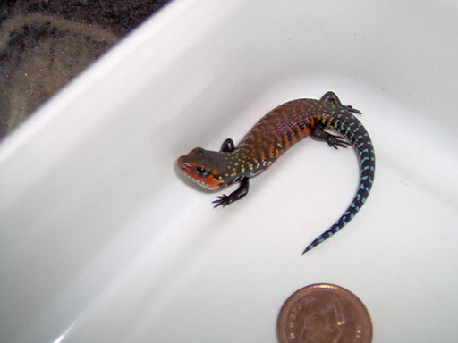 Fire skink week old baby