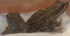 Frogs
