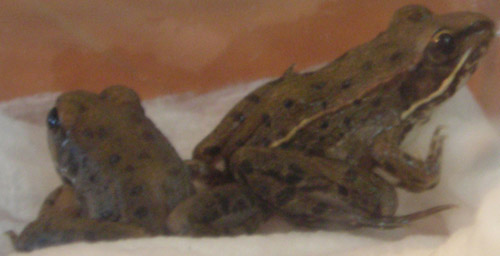 Frogs