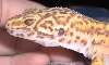 Albino