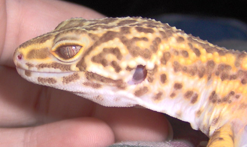 Albino