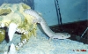 Lucius crawl