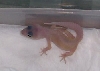 Second hatchling