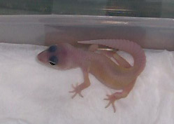 Second hatchling