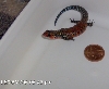 Fire skink