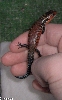 Update Fire Skink