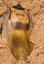 species?