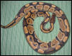 normal ball python