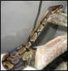 Odd Resting Position