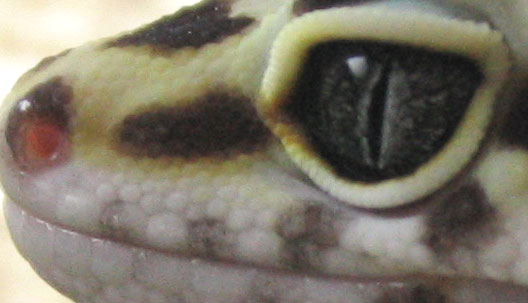 Face Shot