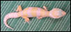 Baby Albino Leopard Gecko