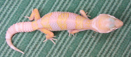 Baby Albino Leopard Gecko