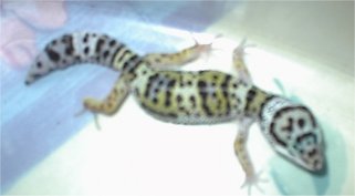 Normal phase Leopard Gecko