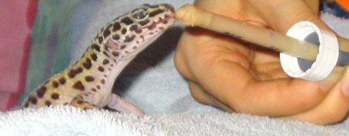 Hand Feeding Sick Gecko