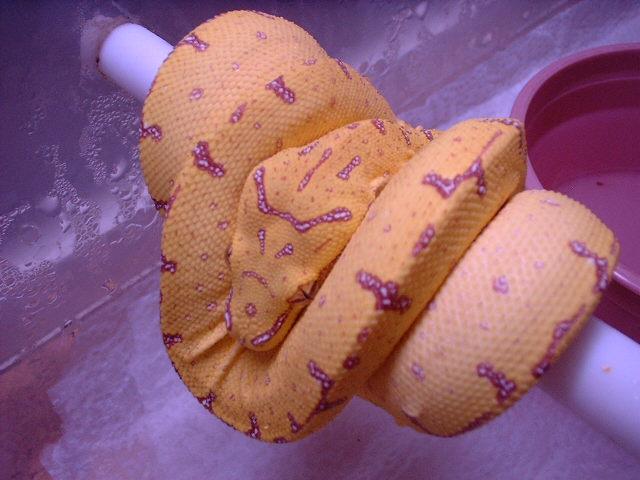 nicoli line baby