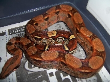 orange pastelboa