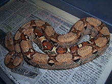 pastel boa