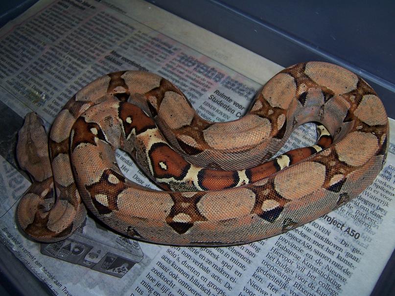 pastel boa