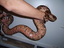 orangepastel boa