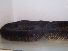 oksibil