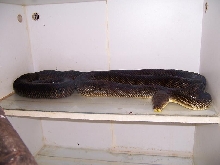 oksibil