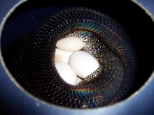 oksibil eggs