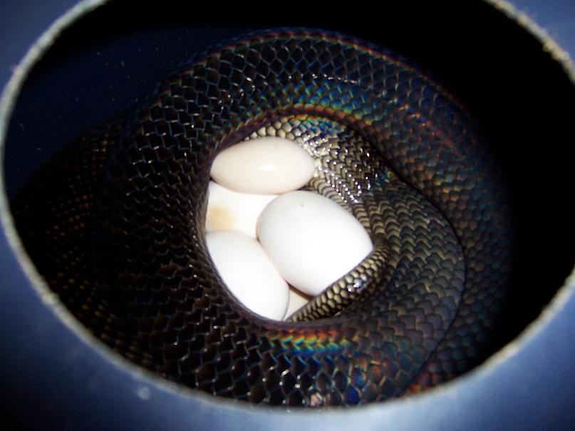 oksibil eggs