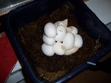 oksibil eggs
