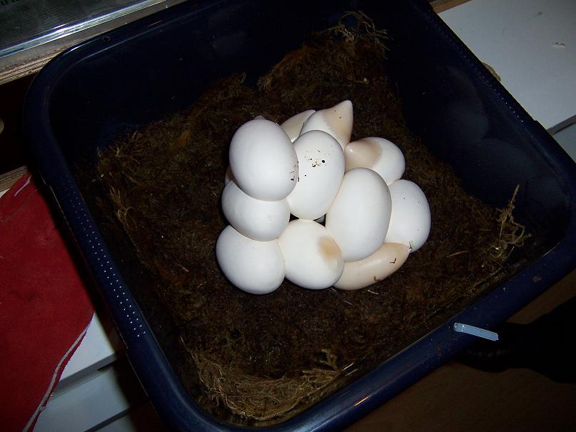 oksibil eggs