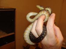 oksibil