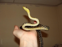oksibil