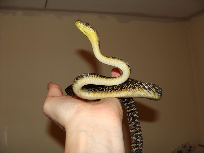 oksibil
