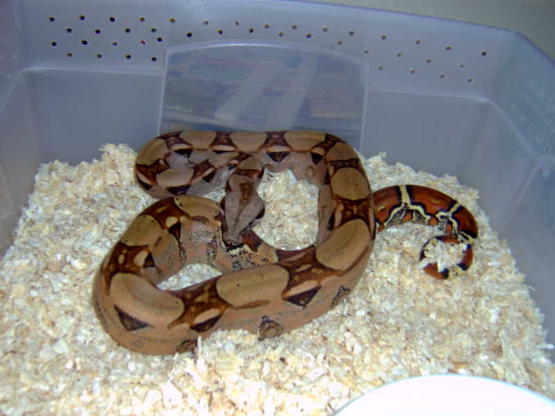 orange pastel
