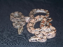boa