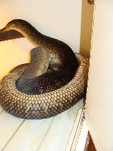 oksibil