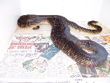 oksibil