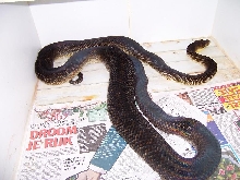 oksibil