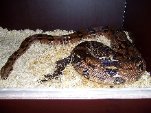 boa constrictor