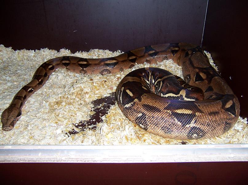 boa constrictor