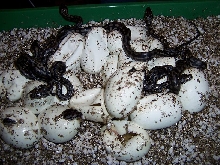 cb ivory jungle