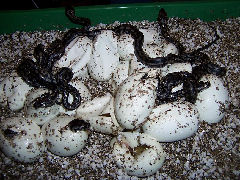 cb ivory jungle