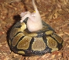 Wilson eating