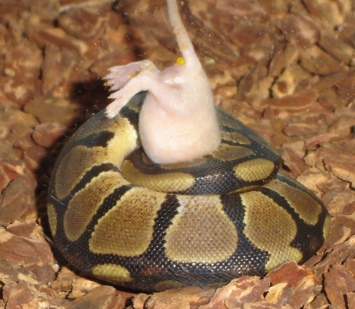Wilson eating