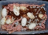 albino black rat clutch